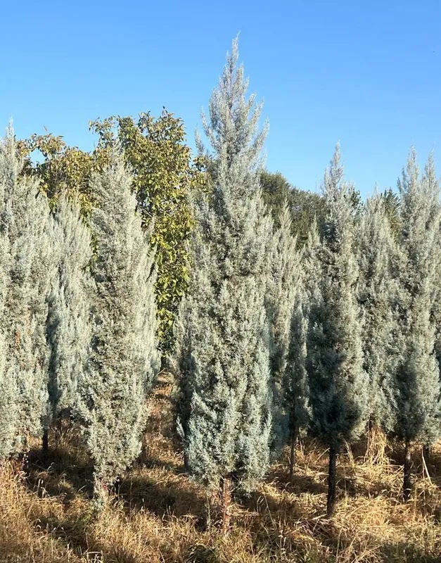 Кипарис Аризонский Kipariz Arizonika Cupressus Arizonica