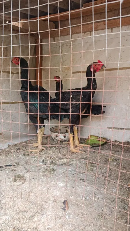 Dakan joja xorozla sotiladi 8
