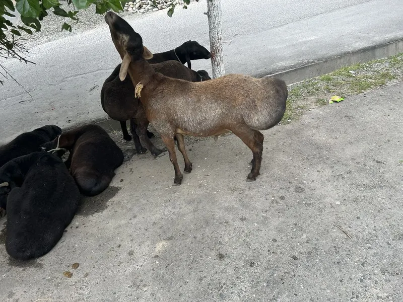Quylar sog’lom qulog’i butun — фото 3
