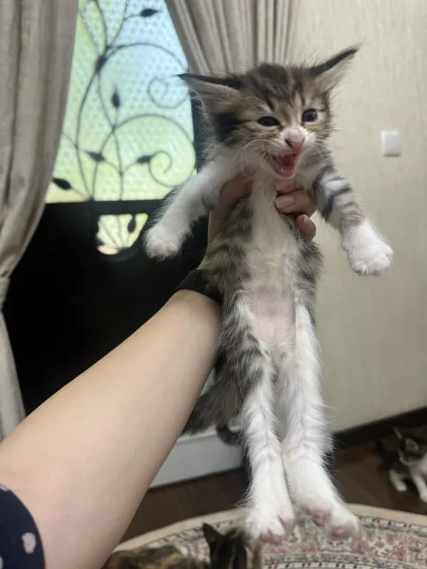 Котята 1,5 месяца бесплатно 2