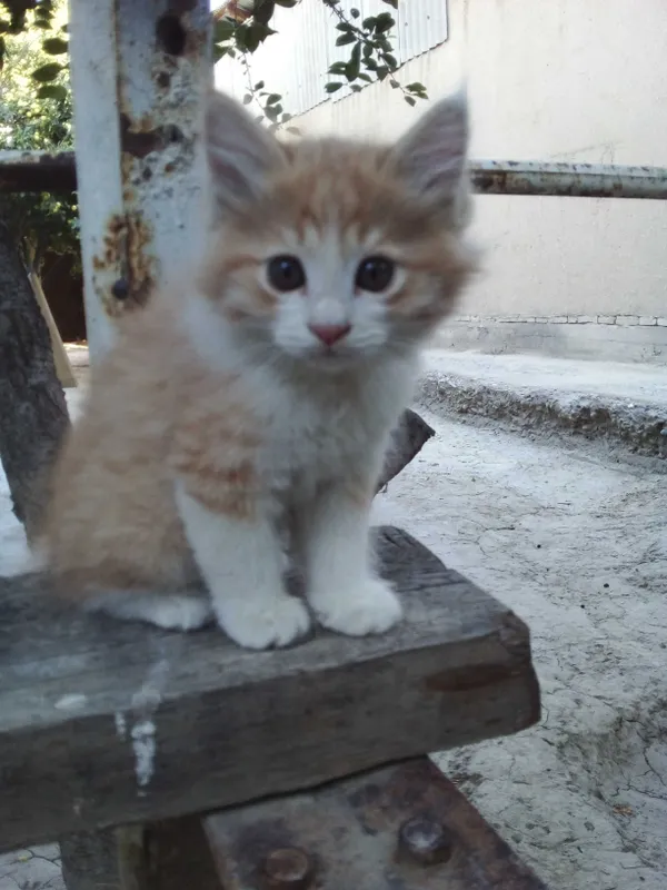 Mushukchalar — bepul beramiz 1 Mushukchalar — bepul beramiz 1