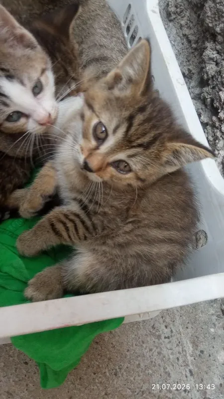 Buladan tashqari 7 mushik bor hamasi hadiya 3