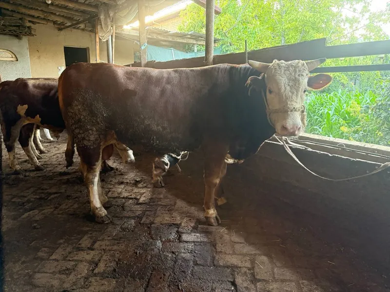 Mollar sotiladi sogʻlom 1 Mollar sotiladi sogʻlom 1