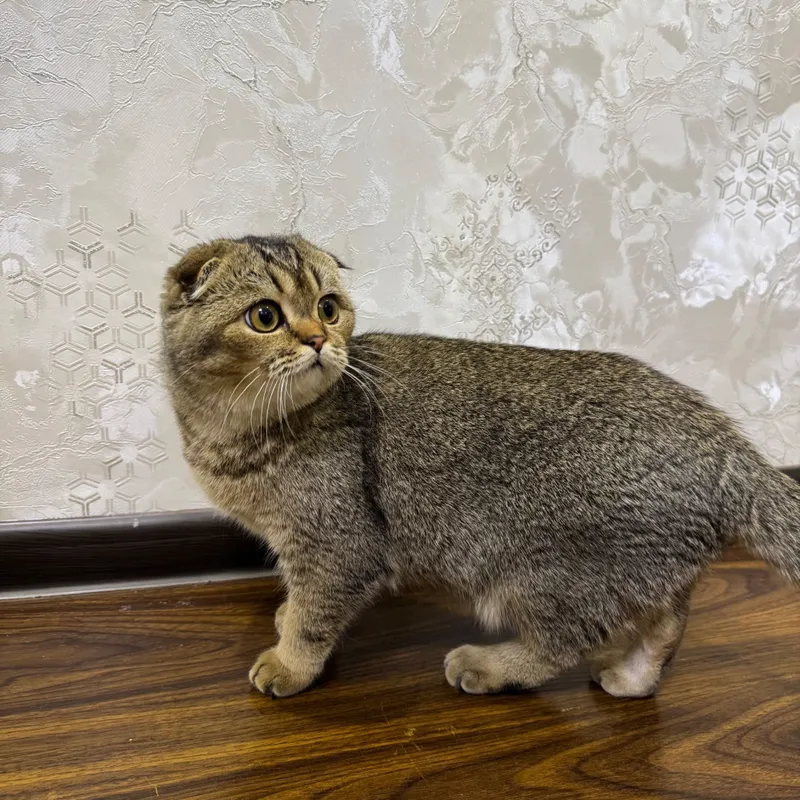 Продаётся кошка породы скоттиш-фолд 2 Продаётся кошка породы скоттиш-фолд 2