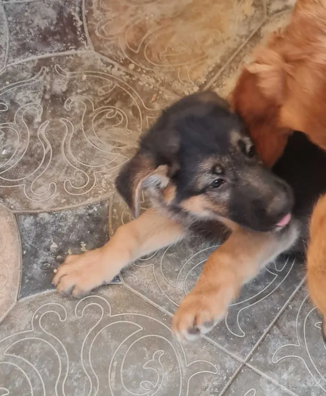 Sharqiy Yevropa ovcharkasi 6 Sharqiy Yevropa ovcharkasi 6