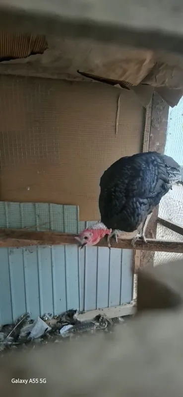 Kurka sotiladi. Adler sariq oyoq toza zot oila sotiladi. 1 Kurka sotiladi. Adler sariq oyoq toza zot oila sotiladi. 1