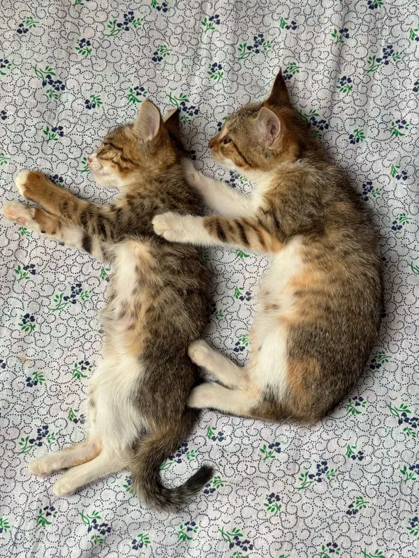 кошки котята 8