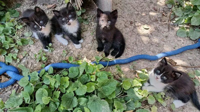 Отдам в хорошие руки Котята 4 шт 1 Отдам в хорошие руки Котята 4 шт 1