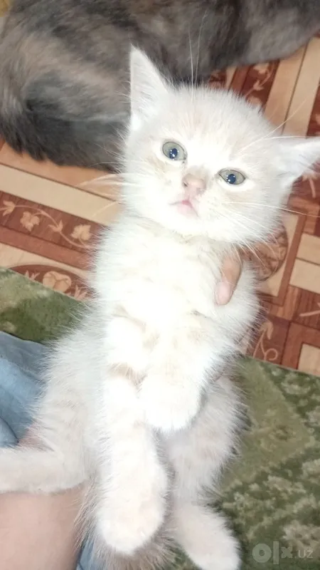 Siyamiskiy mushuk bolalari endi sutdan chiqqan 2 Siyamiskiy mushuk bolalari endi sutdan chiqqan 2