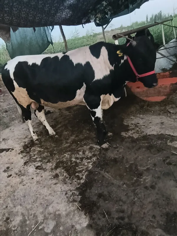 Buqqalar sotiladi 6