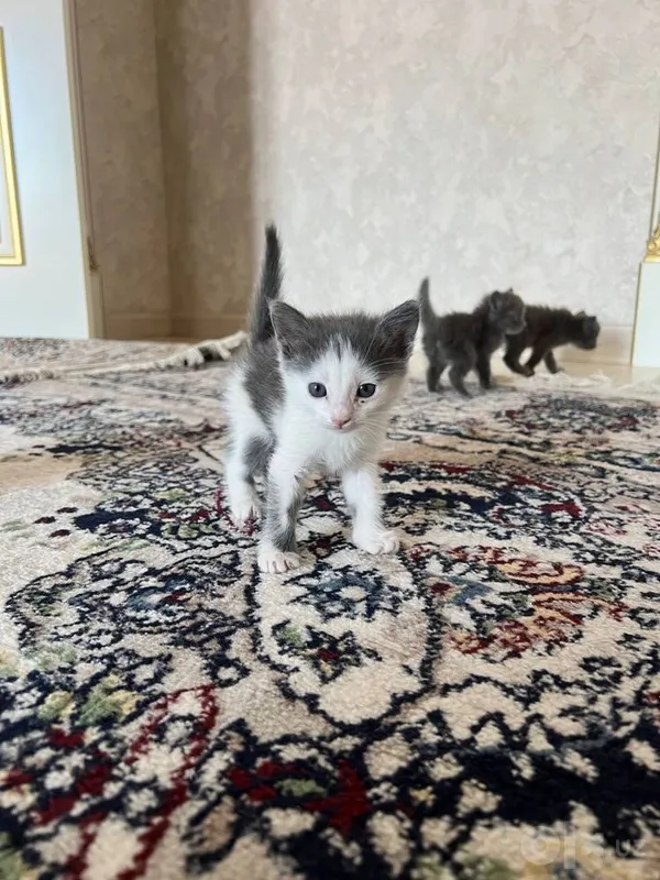 Hadiyaga mushuk beriladi 2 Hadiyaga mushuk beriladi 2