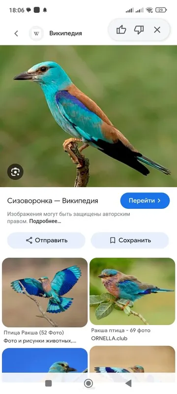 Сизонворонка жожалари 1