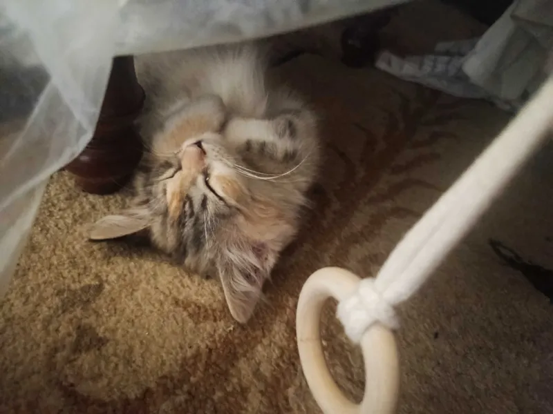 Котенок трёх цветный 2 Котенок трёх цветный 2