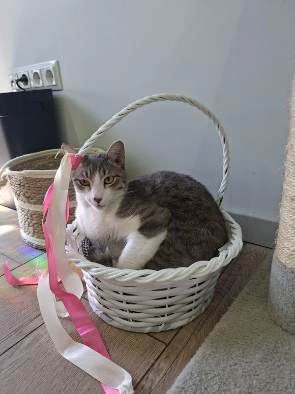 Котик мальчик кастрированный 2 Котик мальчик кастрированный 2
