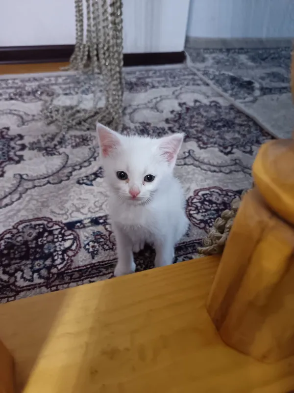 Скотш страйт хамда скотш фолд мушукчалар бор 2 ойлик — фото 2