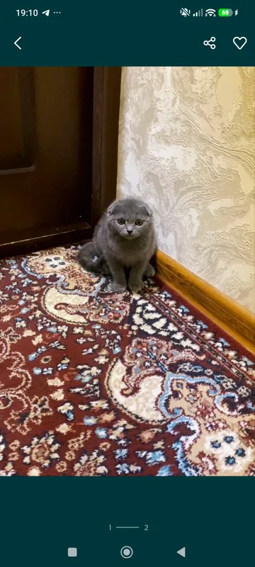 scottish fold mushula srochni sotiladi 1 scottish fold mushula srochni sotiladi 1