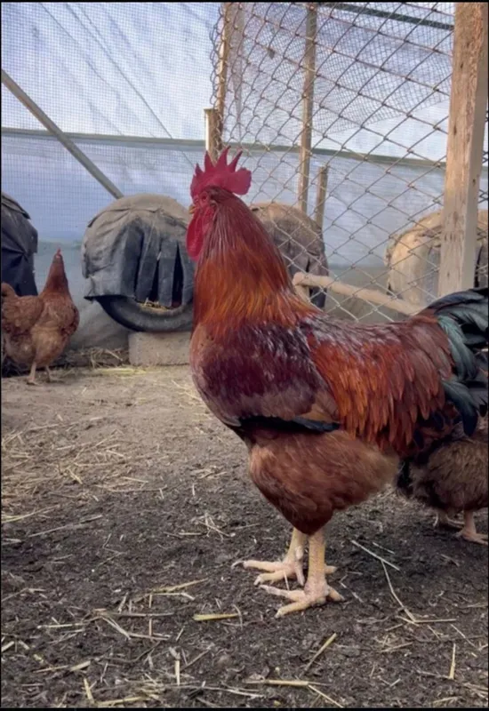 Ханхяп , петух original