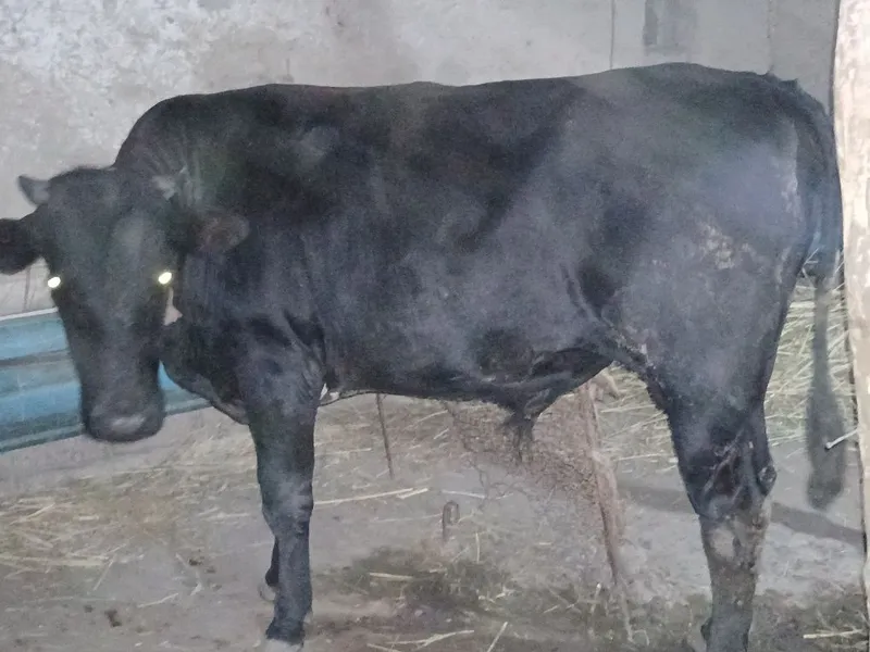 Qora mol 7 oydan buyon boqilgan ho'kiz va g'unojin 2