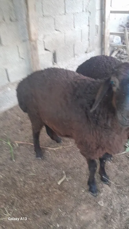 Qo'chqor barralar sotiladi 5 Qo'chqor barralar sotiladi 5