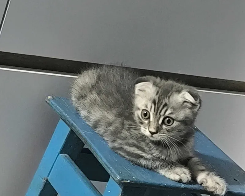 Вислоухие котята