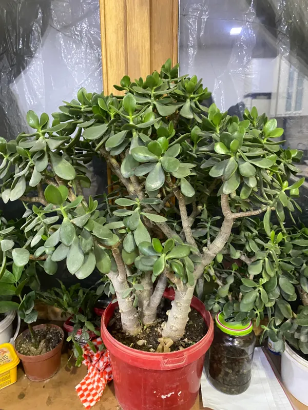 Dollr guli uyda tabiy o’stirilgan — фото 5