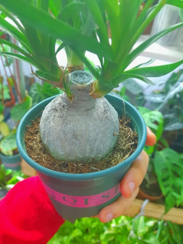 Nolina
(Xitoy) 3