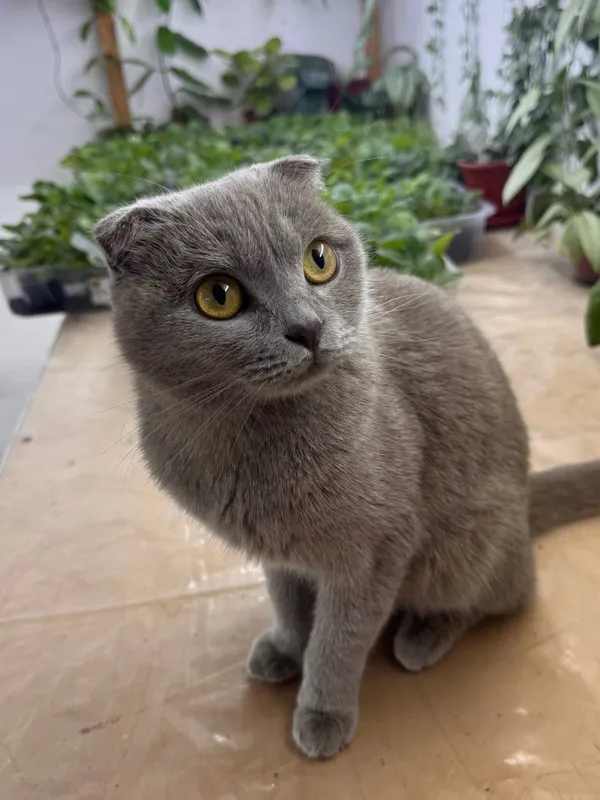 Скотиш Фолд чистокровная девочка 4 Скотиш Фолд чистокровная девочка 4