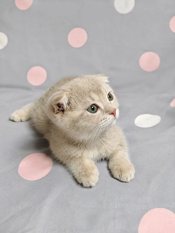 Продаются котята. 2