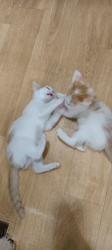 котенок мальчик 2 котенок мальчик 2