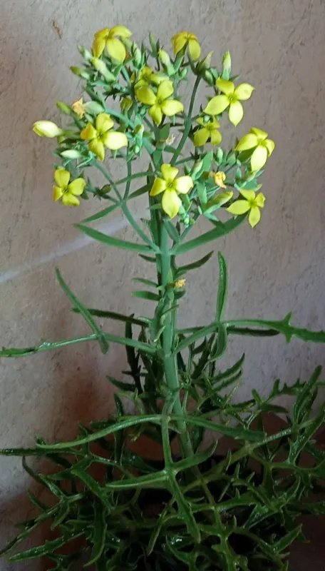 Продам. Каланхоэ хумилис.