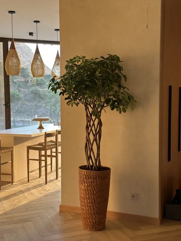 Ofis uchun gullar xonaki gullar