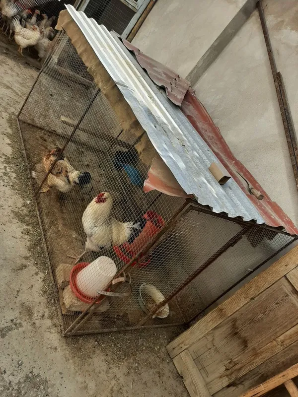 Kataklar sotiladi 1 Kataklar sotiladi 1