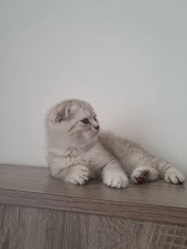 scottish fold mushuk sotiladi кошка 1.5 oyli 4 scottish fold mushuk sotiladi кошка 1.5 oyli 4