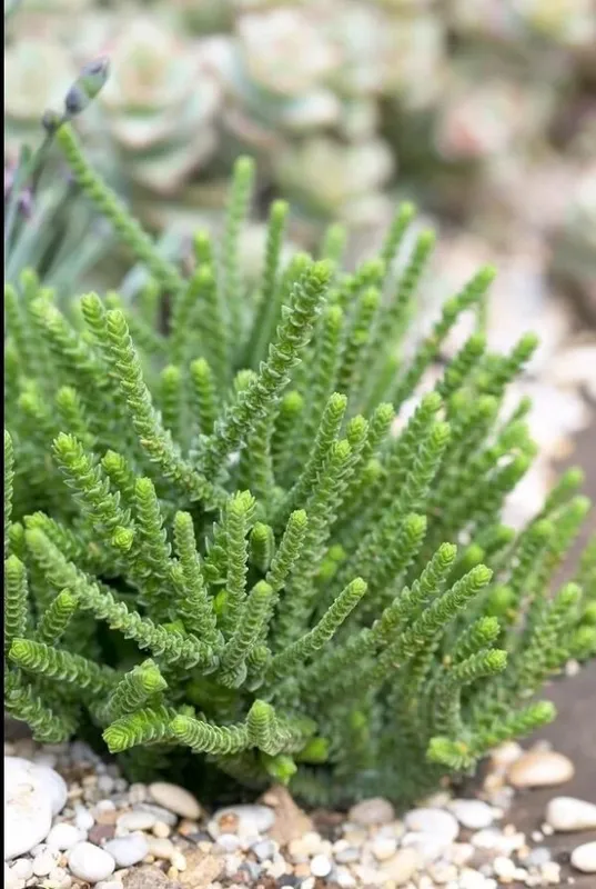 Крассула мускоза (Crassula muscosa)