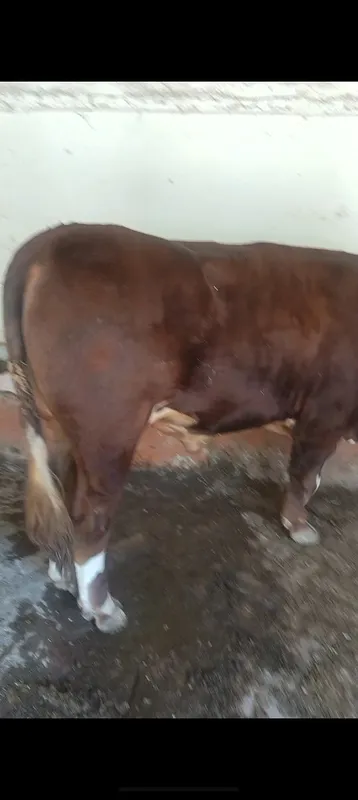 Buqa sotiladi yeb ichishlari zur 4 Buqa sotiladi yeb ichishlari zur 4