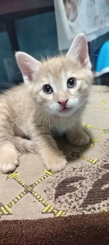 Домашний котёнок мальчик 7 Домашний котёнок мальчик 7