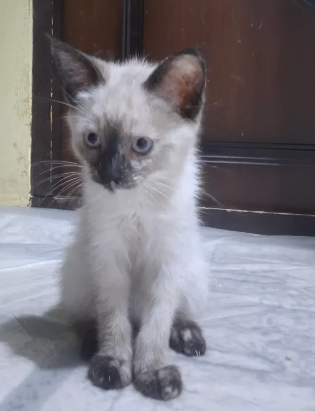 siyam mushukchasi sotiladi qiz bola 3 oylik 2