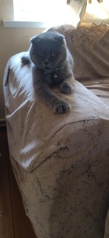 Продаётся кошка шотландская веслоухий девочка. — фото 1