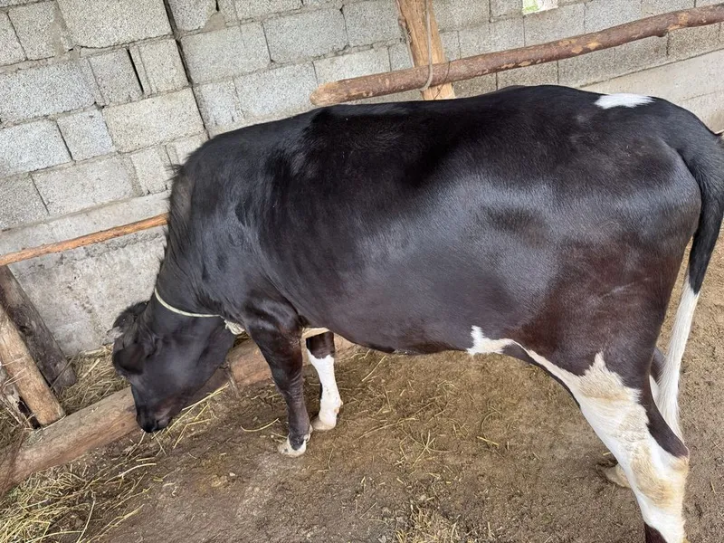 G’unojin sotiladi yaxshi boqilgan — фото 1