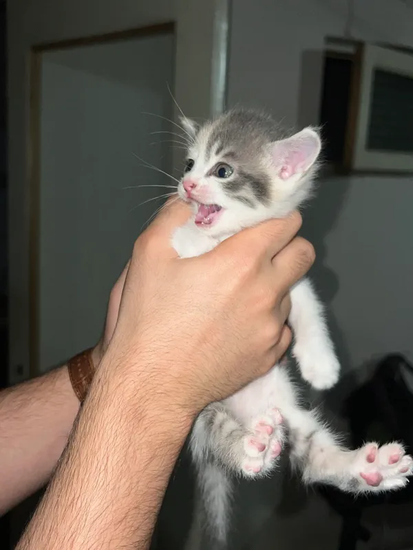 Отдадим двух котят в добрые руки! 3