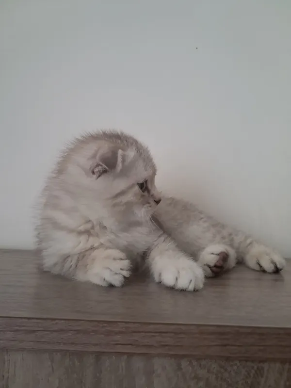 scottish fold mushuk sotiladi кошка 1.5 oyli 1 scottish fold mushuk sotiladi кошка 1.5 oyli 1