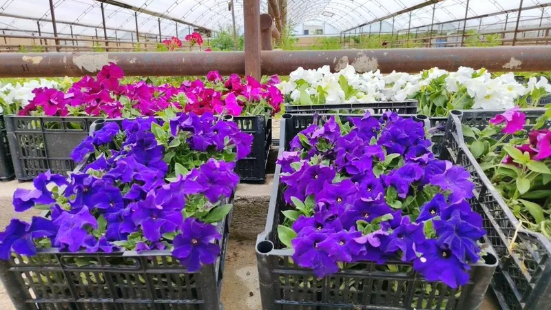 Petunia gulimiz ochildi 2000 — фото 5