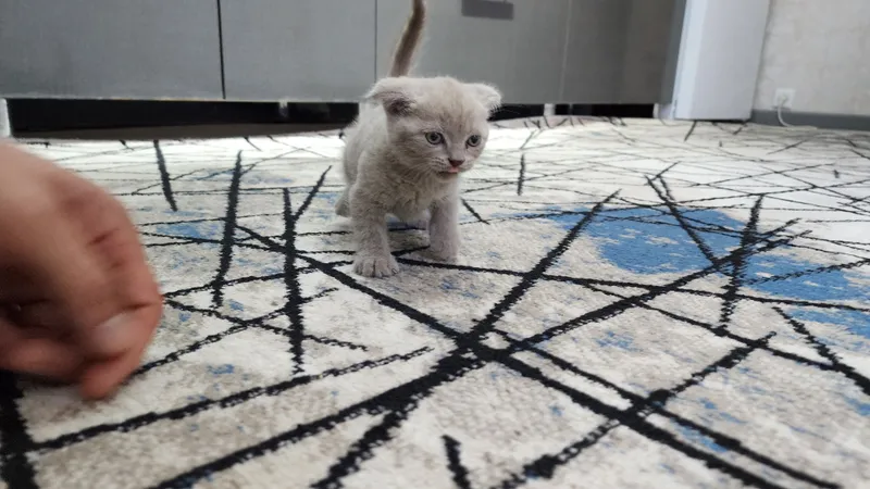 Мушуклар шотландский британский 1 Мушуклар шотландский британский 1