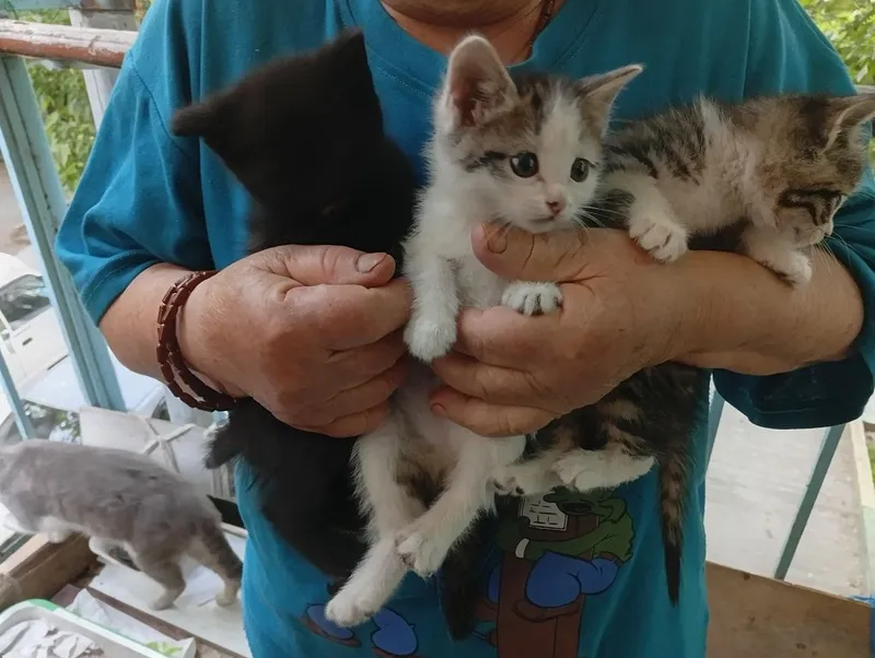 БЕСПЛАТНО котята домашние мальчики — фото 1