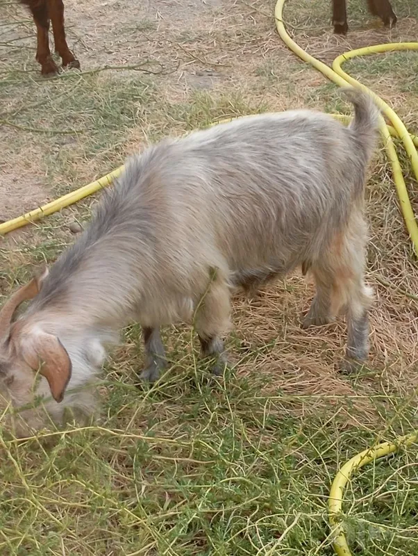 Boʻgʻoz echki sotiladi 1 Boʻgʻoz echki sotiladi 1
