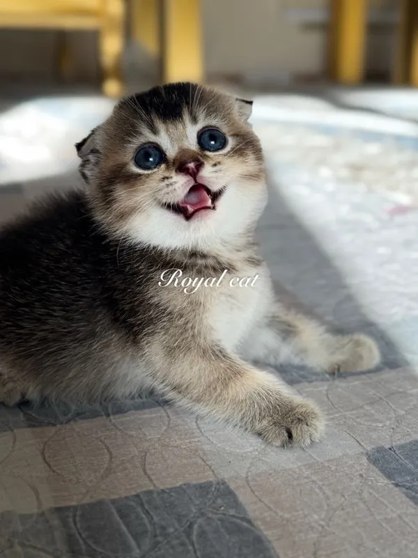 Mushukchala sotiladi 1 Mushukchala sotiladi 1