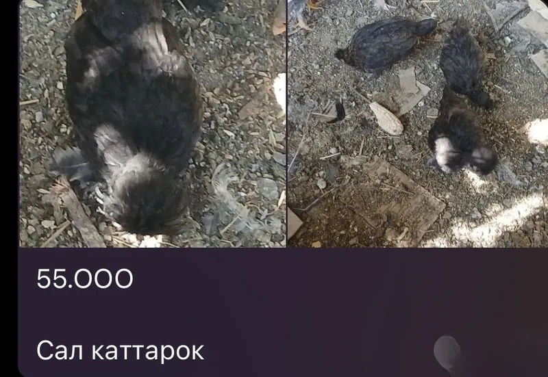 Yapon Jojalar Sotiladi Япон Жужа 6 Yapon Jojalar Sotiladi Япон Жужа 6