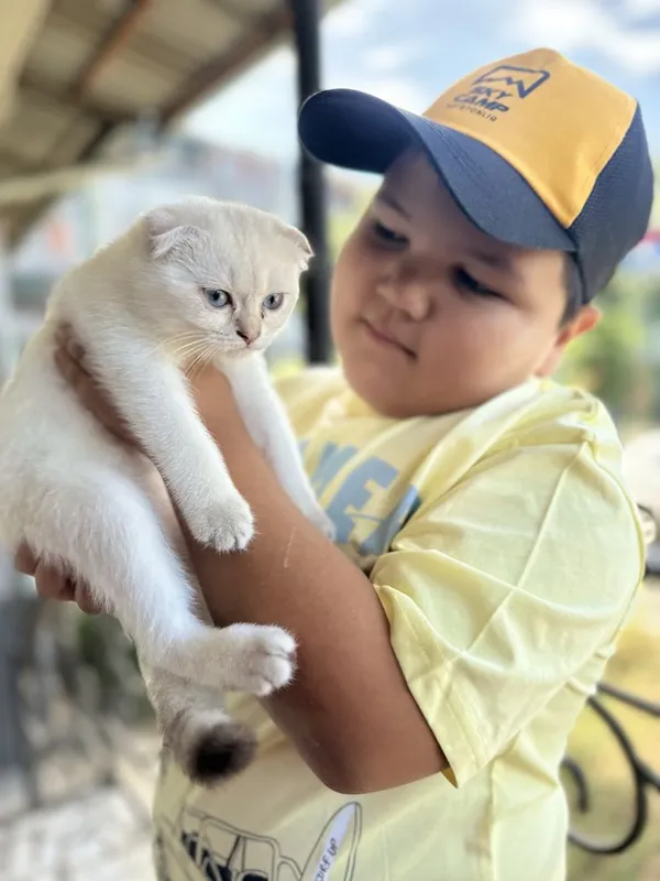 Sifatli, zotdor mushuklar sotiladi. Scottish fold, Britan zotlari 3 Sifatli, zotdor mushuklar sotiladi. Scottish fold, Britan zotlari 3