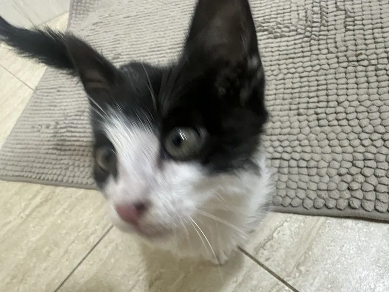 Котенок ищет дом 3 Котенок ищет дом 3