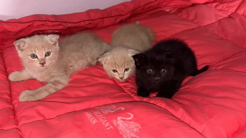 котята/mushukchalar 7